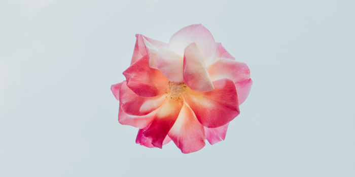 Brene Brown: The Power of Vulnerability