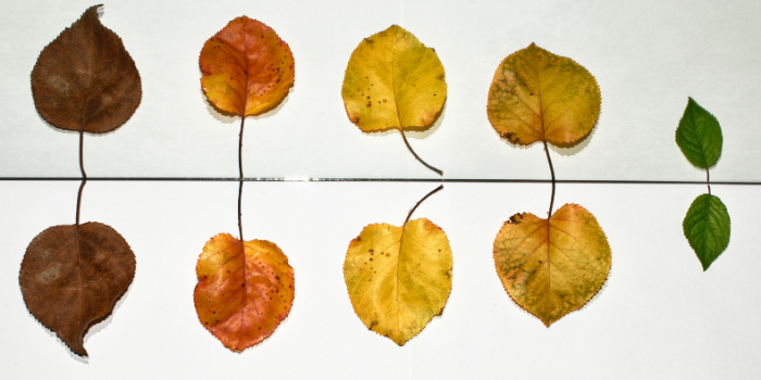 An Introduction to Authentic Living