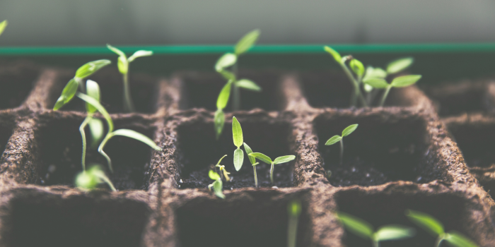 Planting and Harvesting in Your Creative Practice