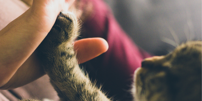 The True Meaning of Kindness