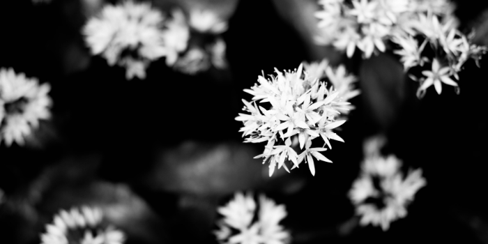 Mindfulness For Beginners (now with raisins)