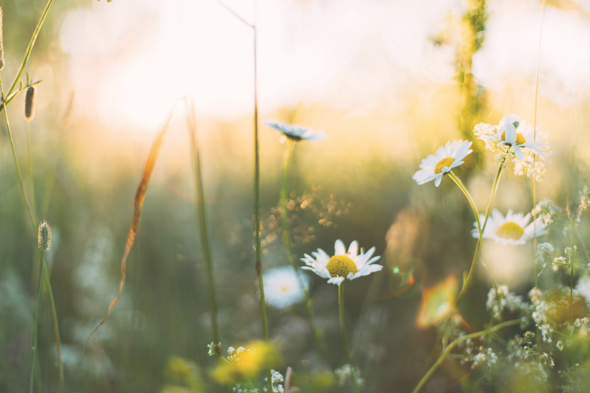 Spring Clean Mood A Spring Clean for your Mind: 10 journaling prompts to clear mental ...