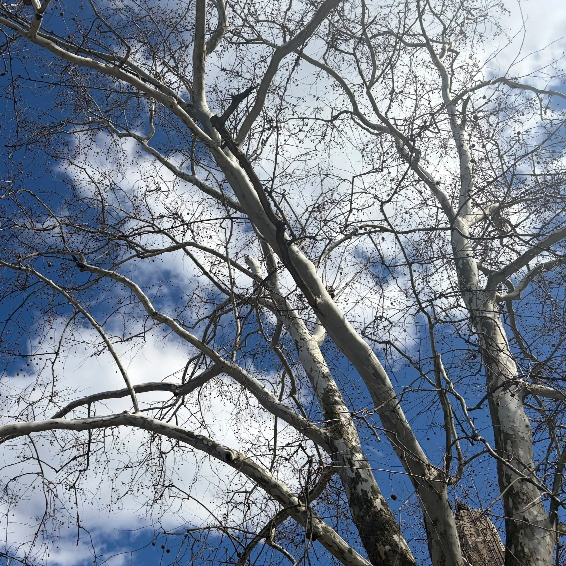 79th Street Boat Basin