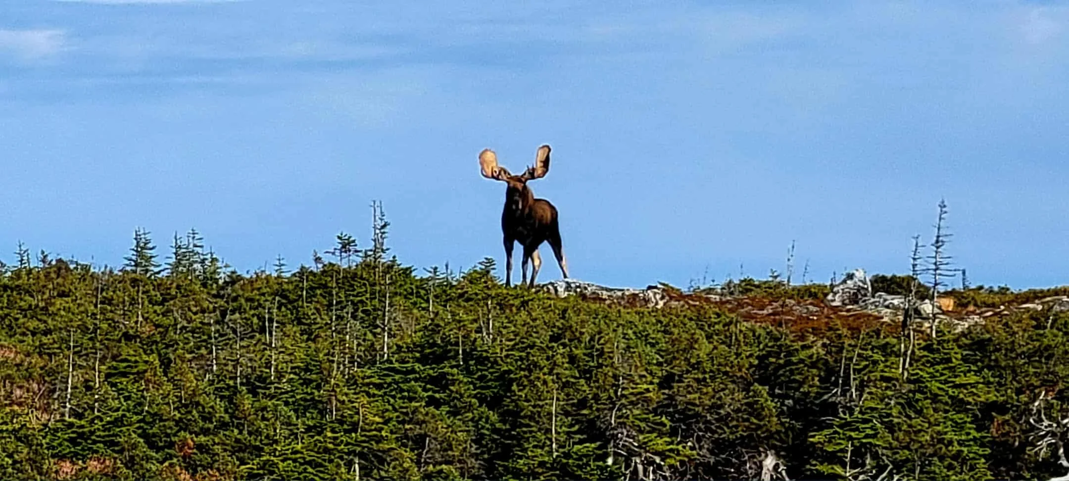 moose.jpg