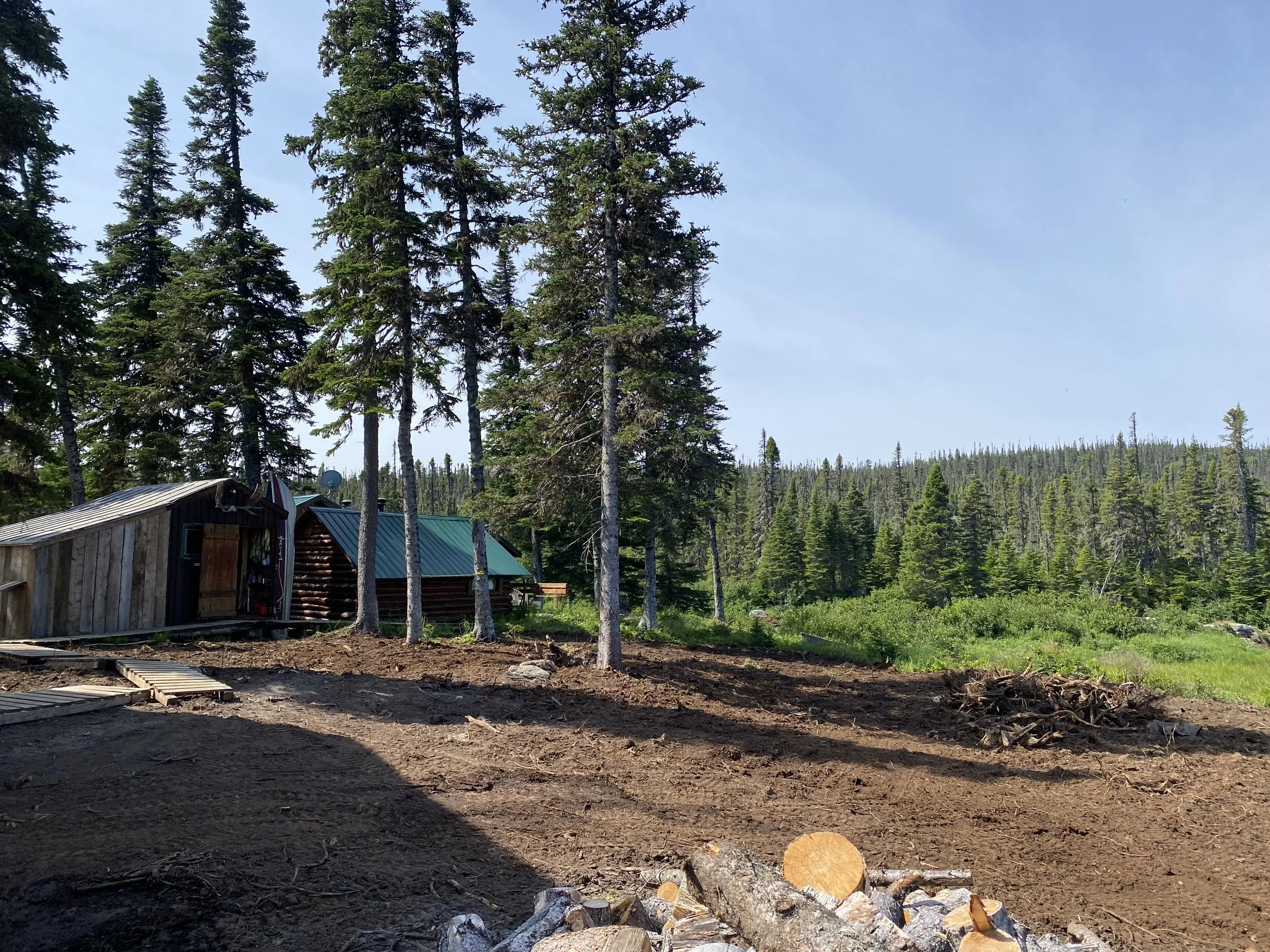 A rustic cabin surrounded by tall pine trees in a forested area, with a clear blue sky overhead.