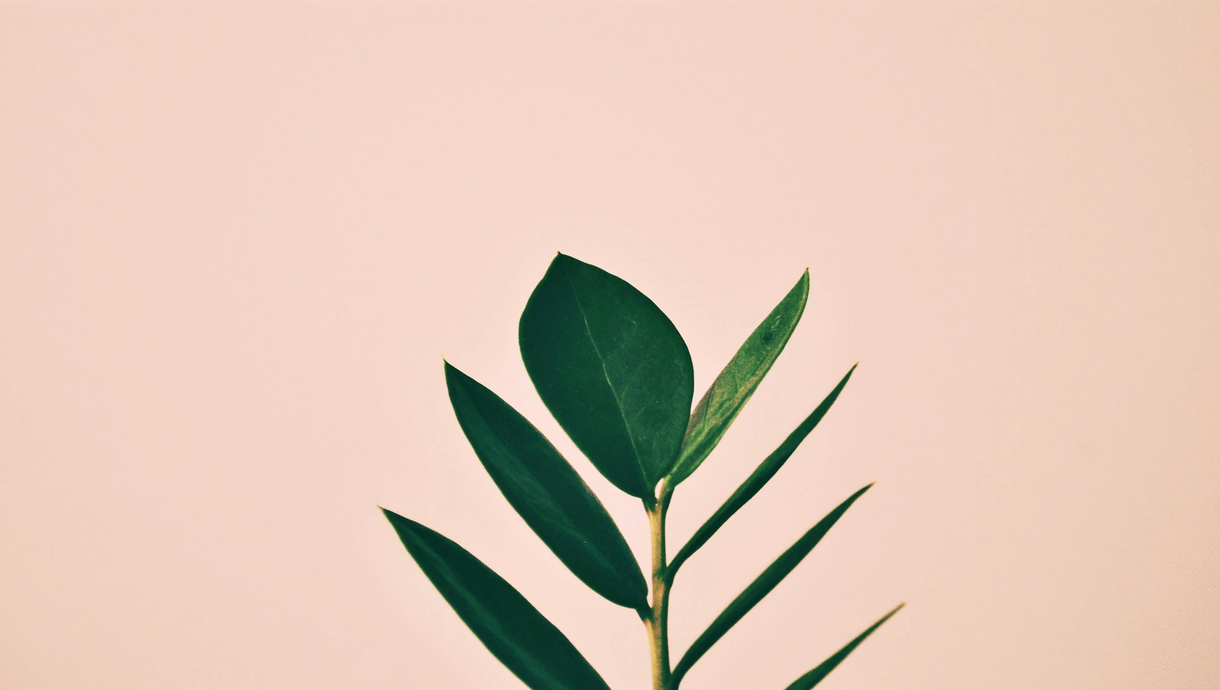 Green indoor plant in therapy office, creating calm and grounding atmosphere