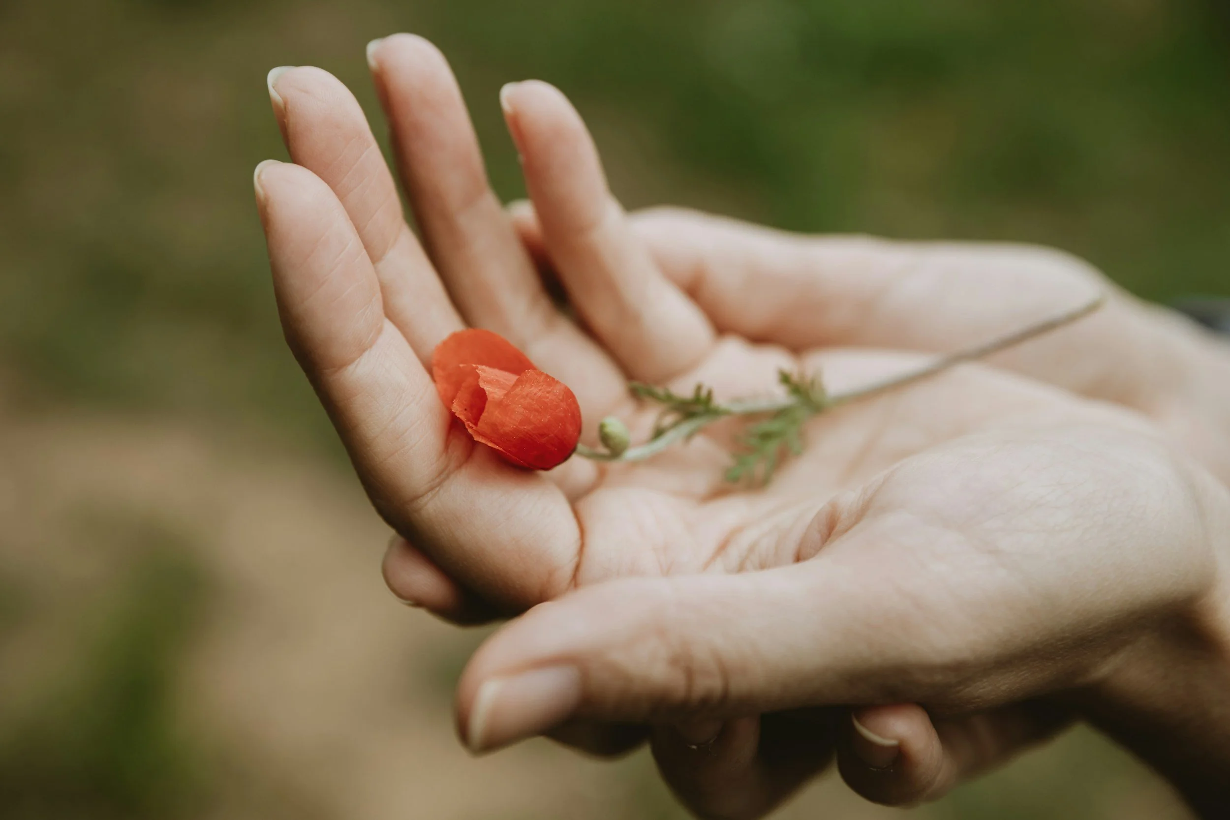 Supportive hand holding a red poppy, evoking calm and mindfulness in an integrative holistic therapy setting
