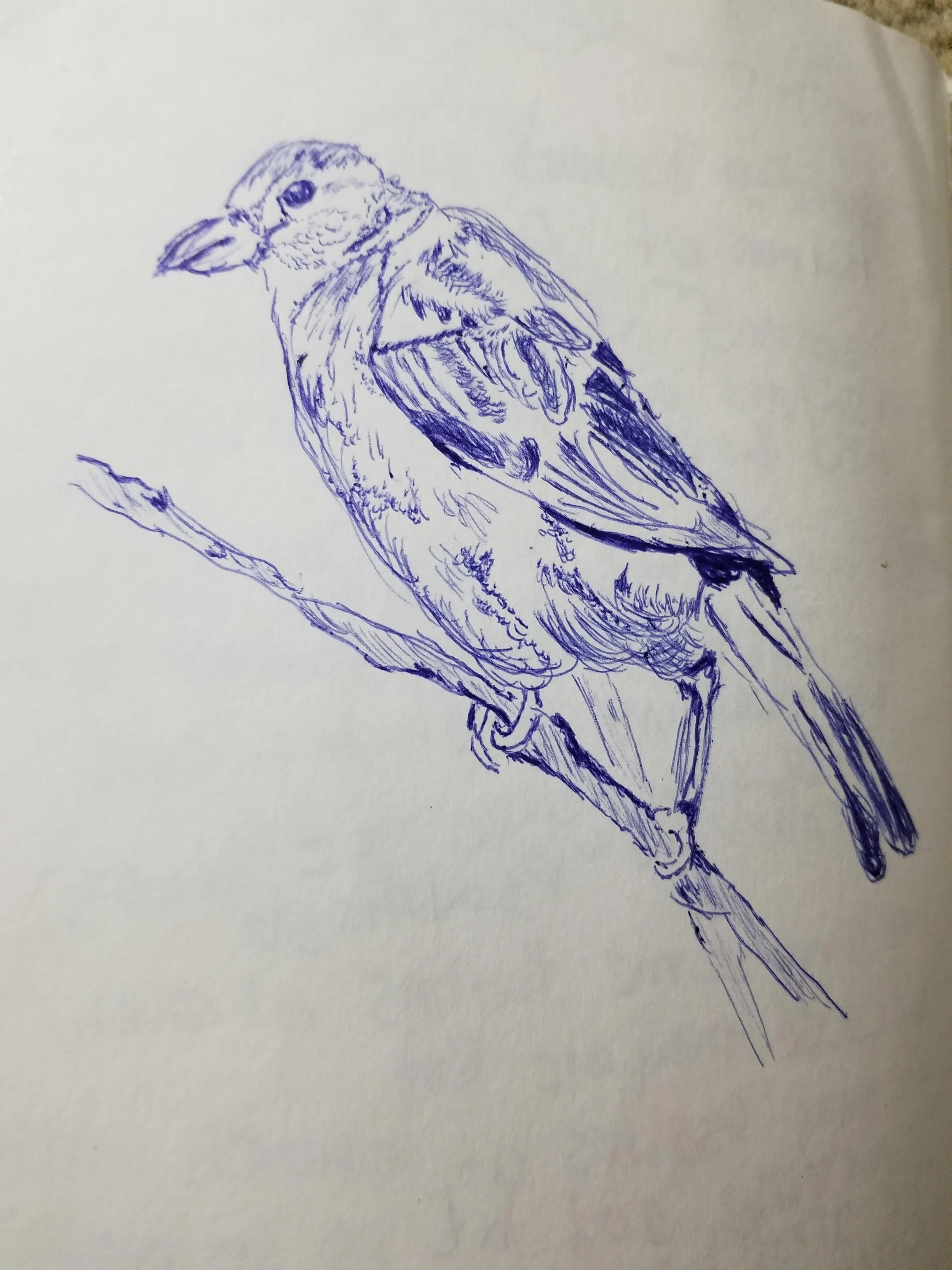 bird sketch.jpg