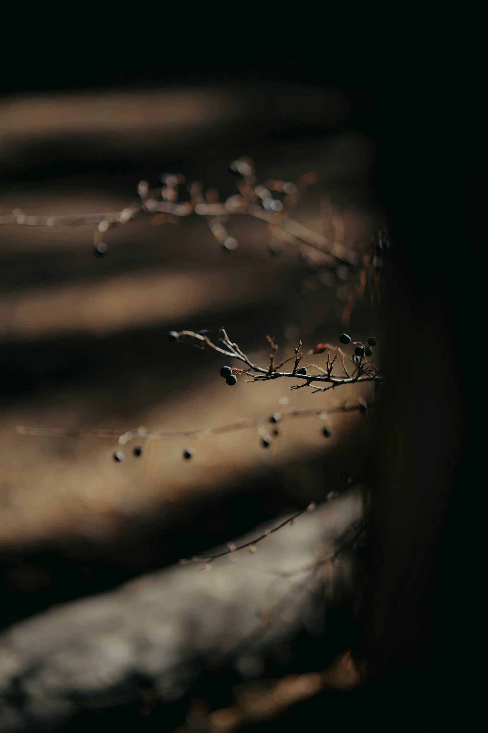 Eine kleine Zweig mit schwarzen Beeren, vor einem schattigen Holz- oder Betonstruktur im Hintergrund.