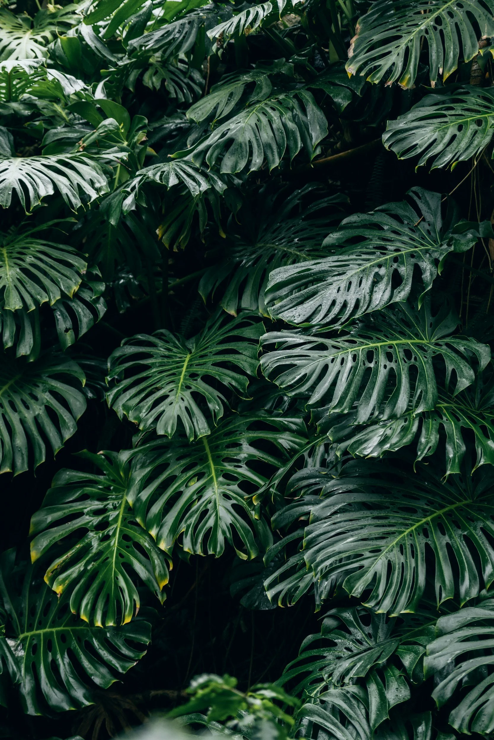 Dichte Gruppe grün glänzender Monstera-Blätter mit großen, gefiederten Spaltmustern.