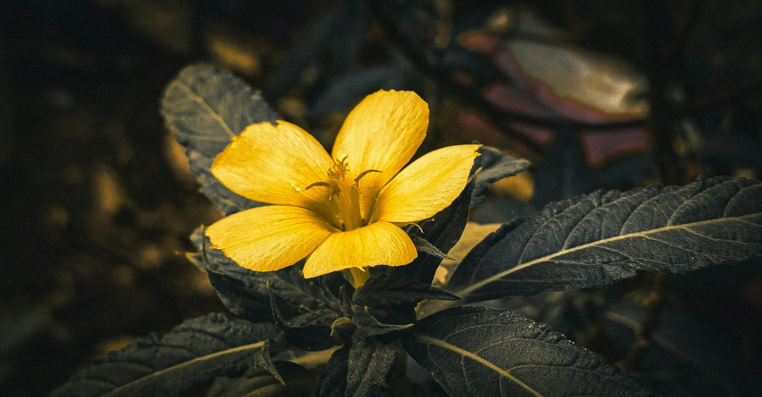 Gelbe Blume mit dunklen Blättern im Hintergrund.