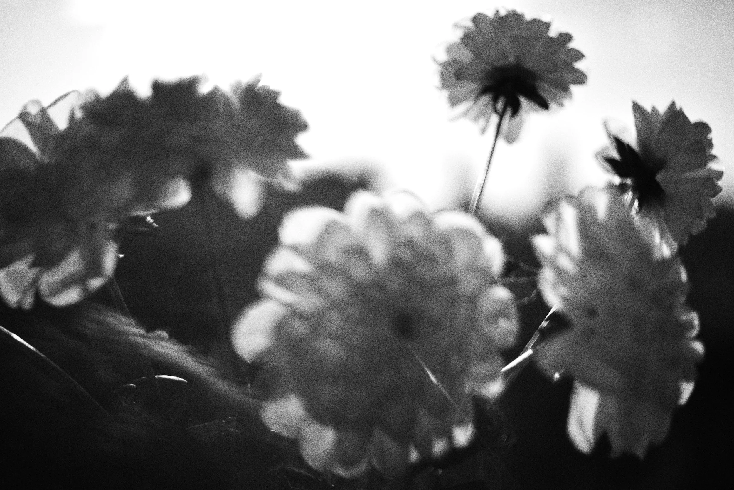 Portrait einer Frau mit Sonnensprossen in Schwarz-Weiß.