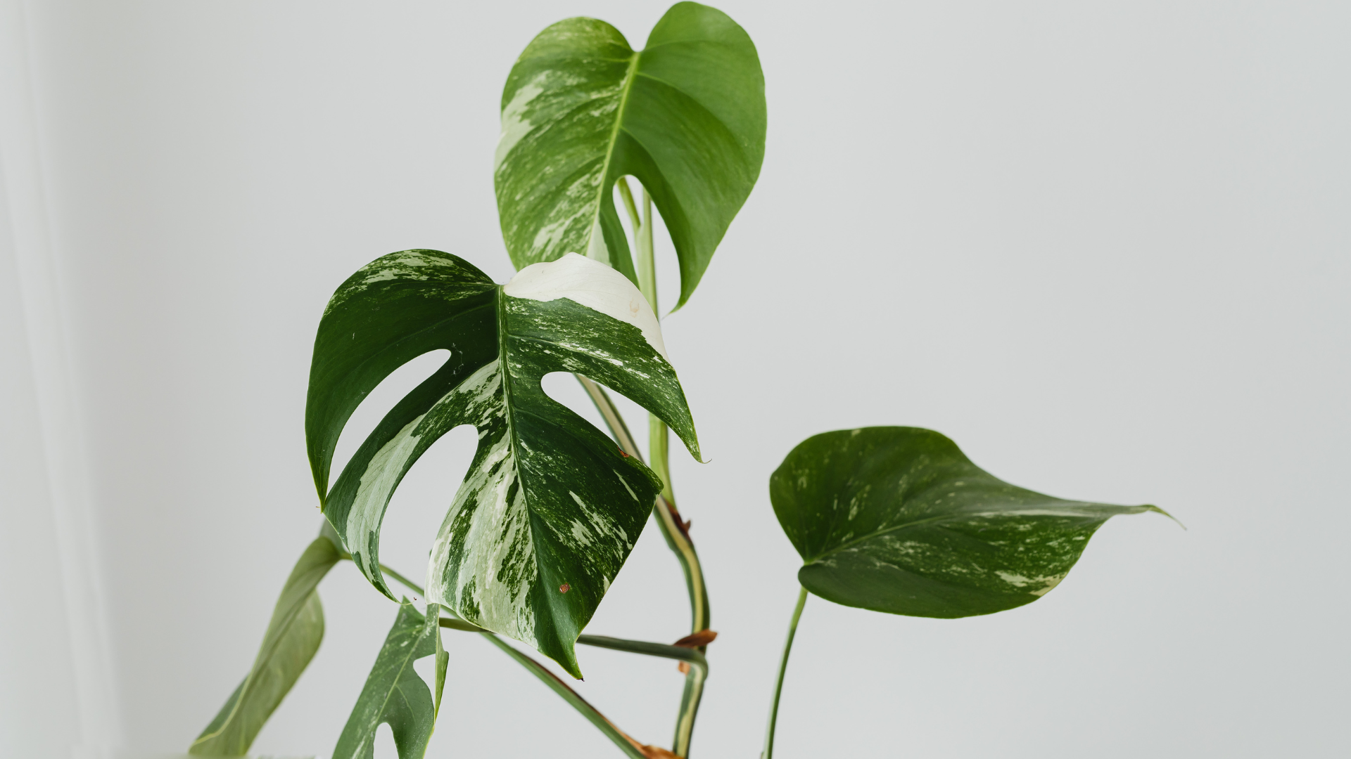 Grüner Zimmerpflanze mit herzförmigen Blättern vor hellem Hintergrund.