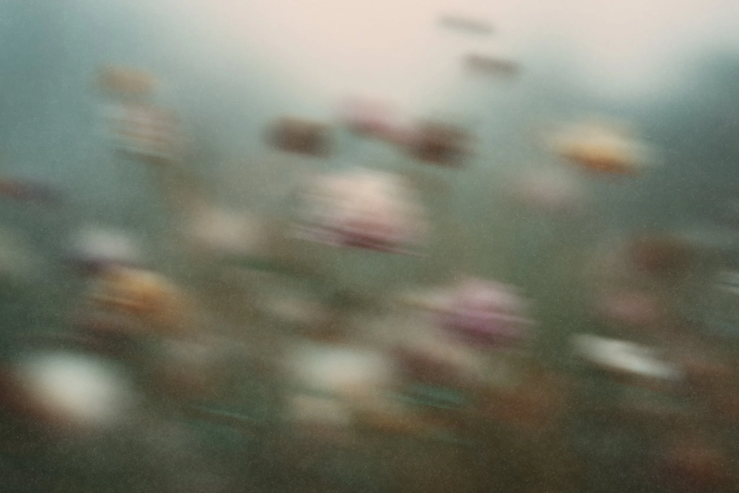 Ein Bild von verschwommenen Blumen auf dunklem Hintergrund.