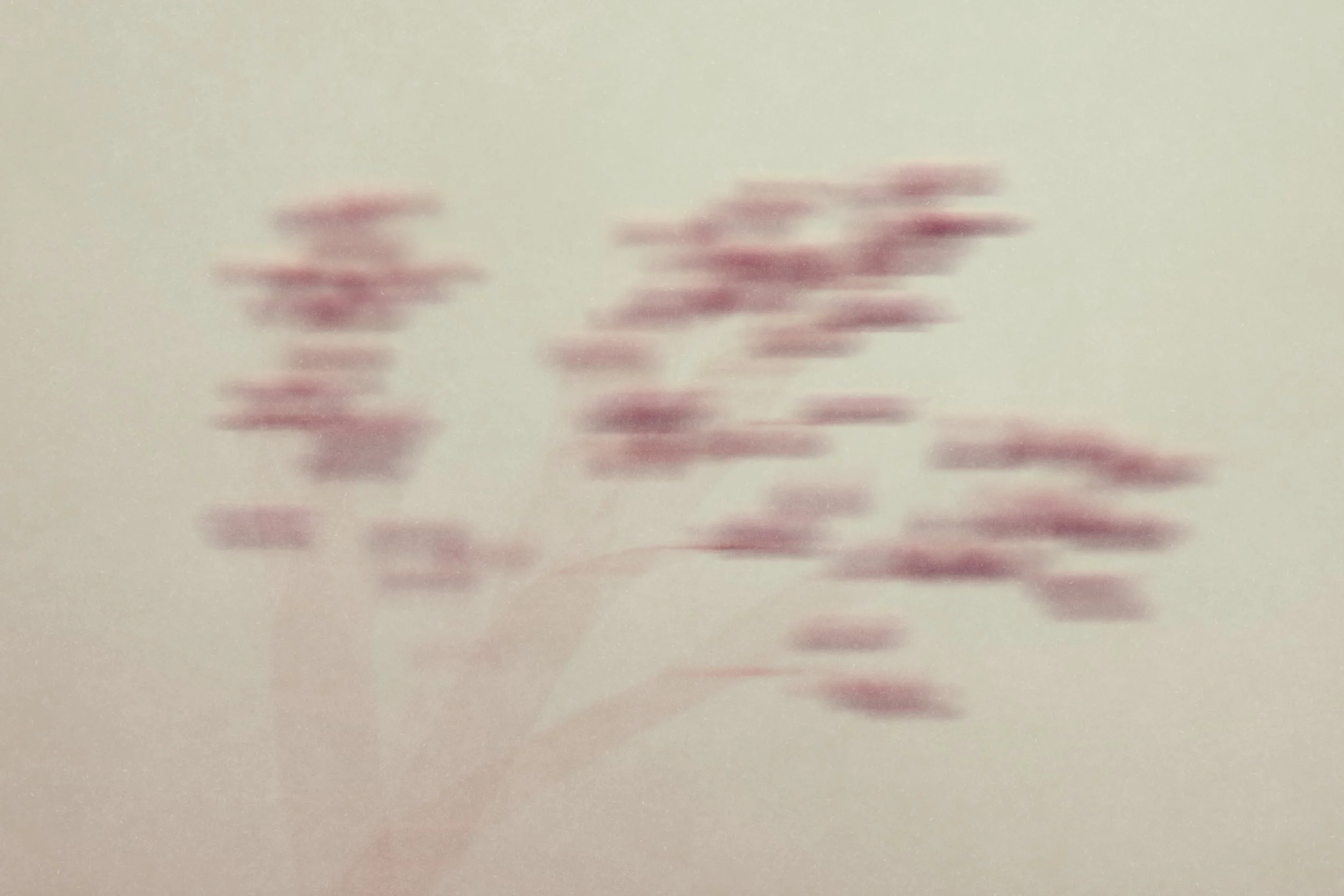 Ein Bild von verschwommenen Blumen auf hellem Hintergrund.