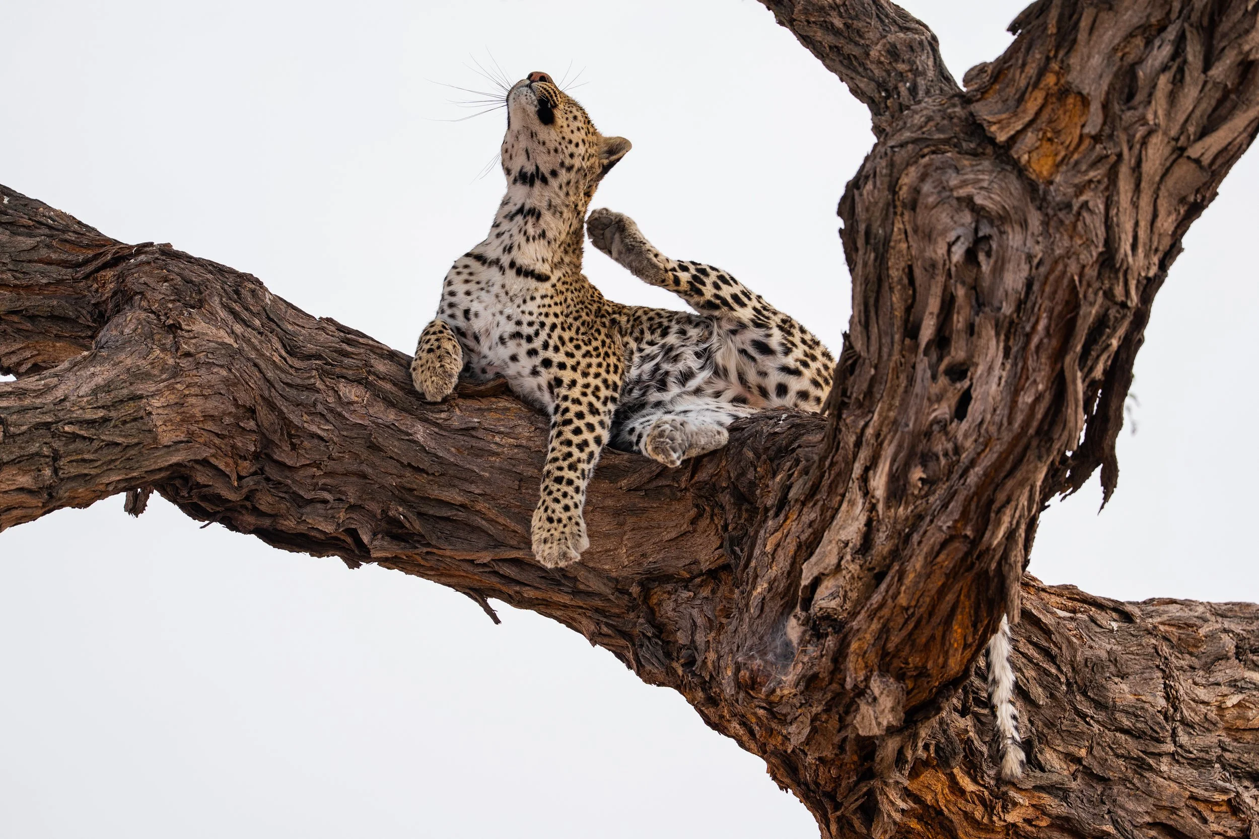 09-28-2025-Botswana-A9-TPJ00276.jpg