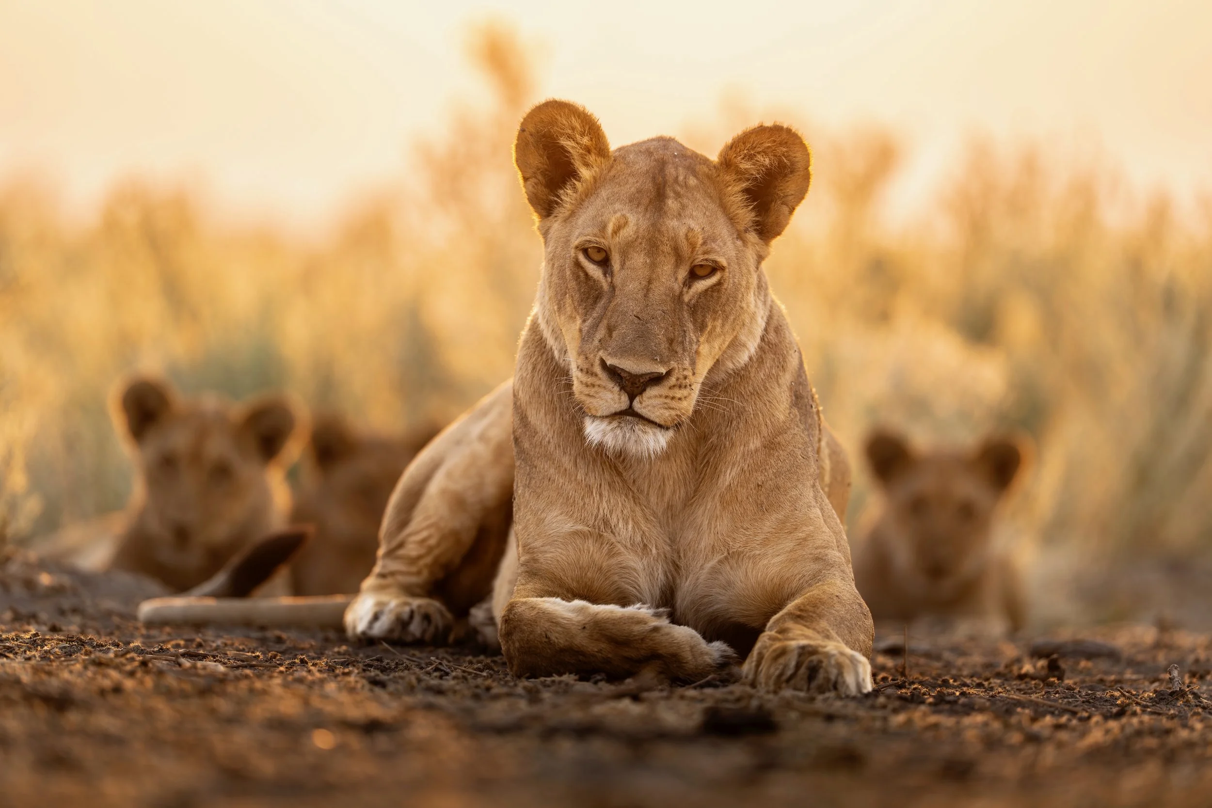 09-27-2025-Botswana-A1-TPJ04743 (1).jpeg