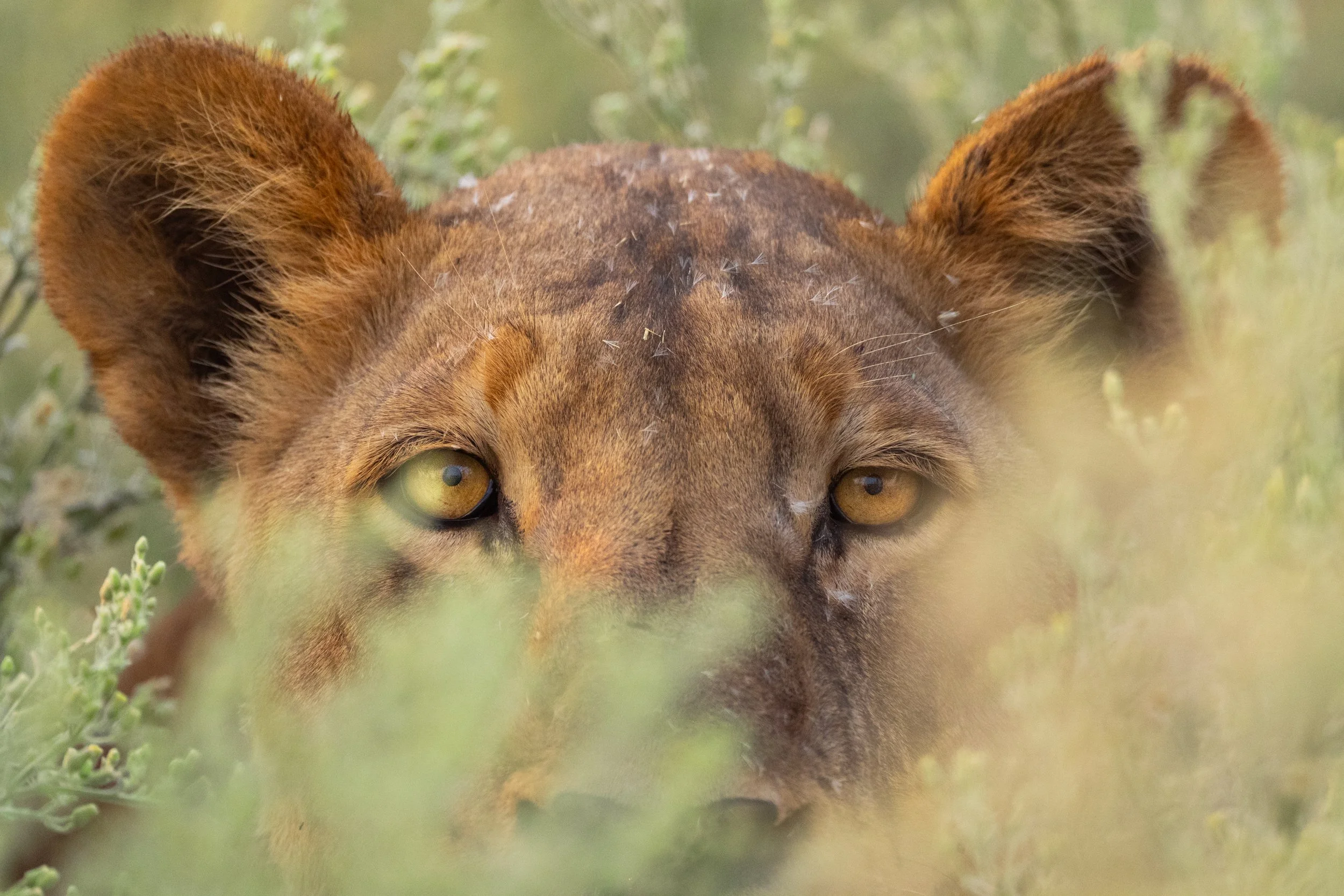 09-27-2025-Botswana-A9-TPJ05684.jpg