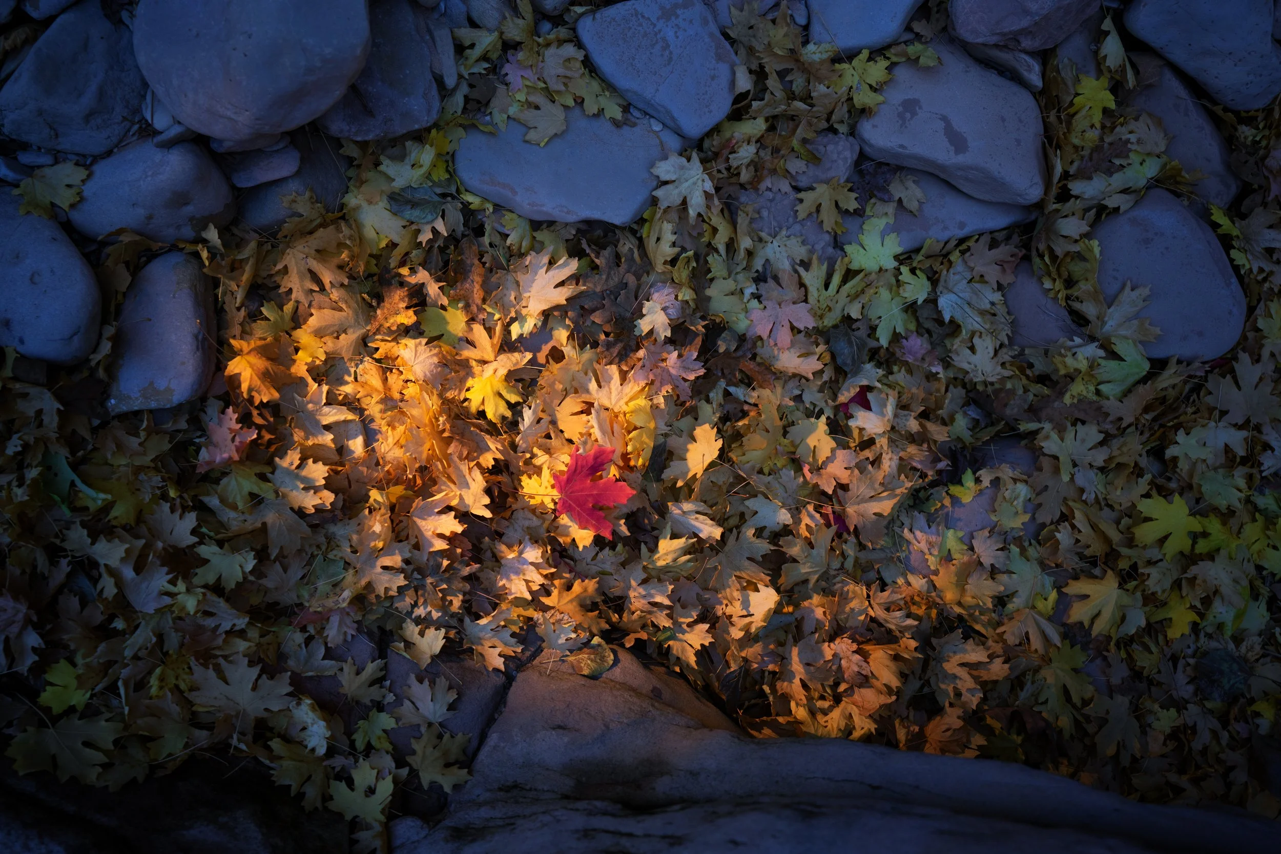 10-31-2023-Zion-Nat-Geo-TPJ06833-Edit.jpg