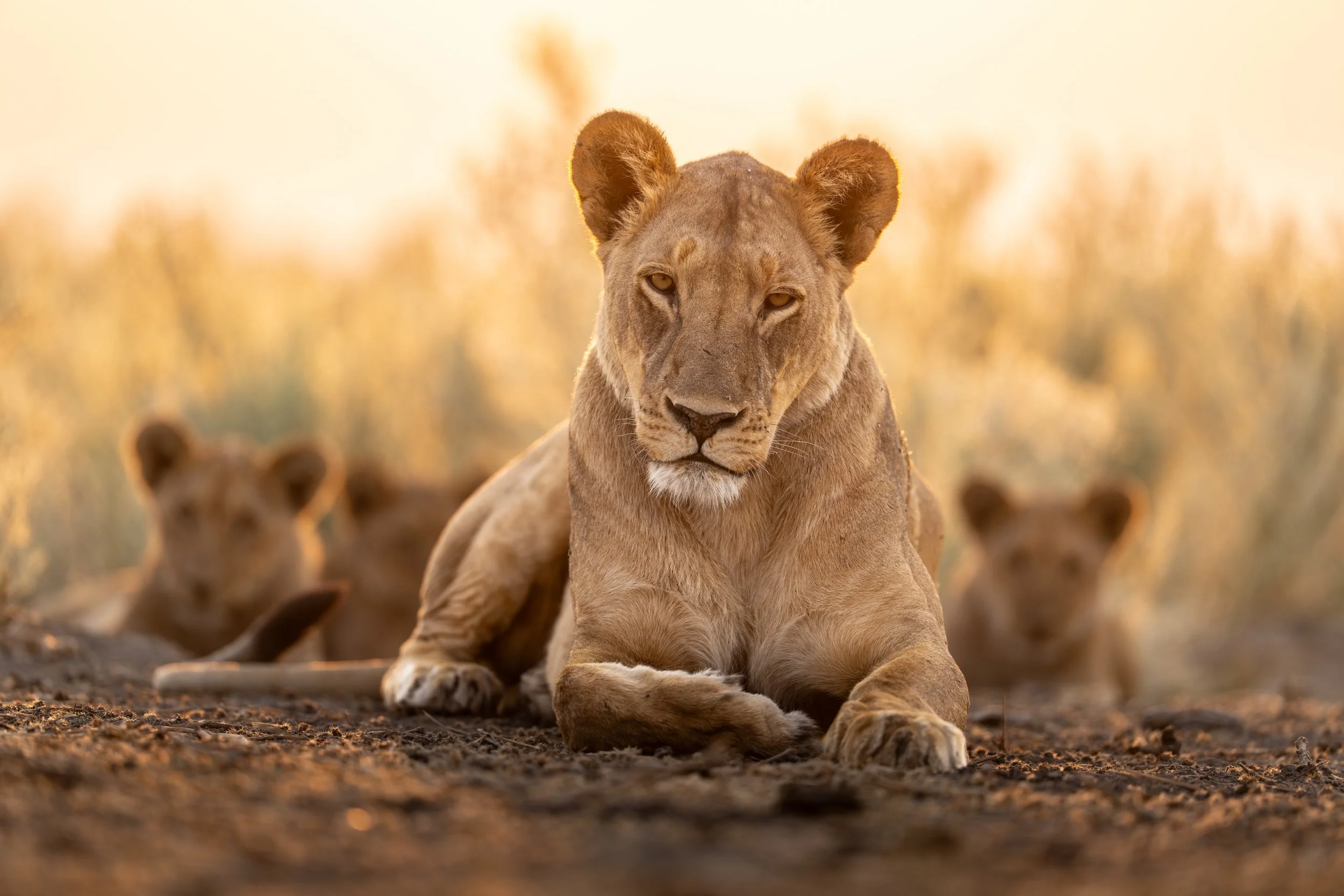 09-27-2025-Botswana-A1-TPJ04743.jpg