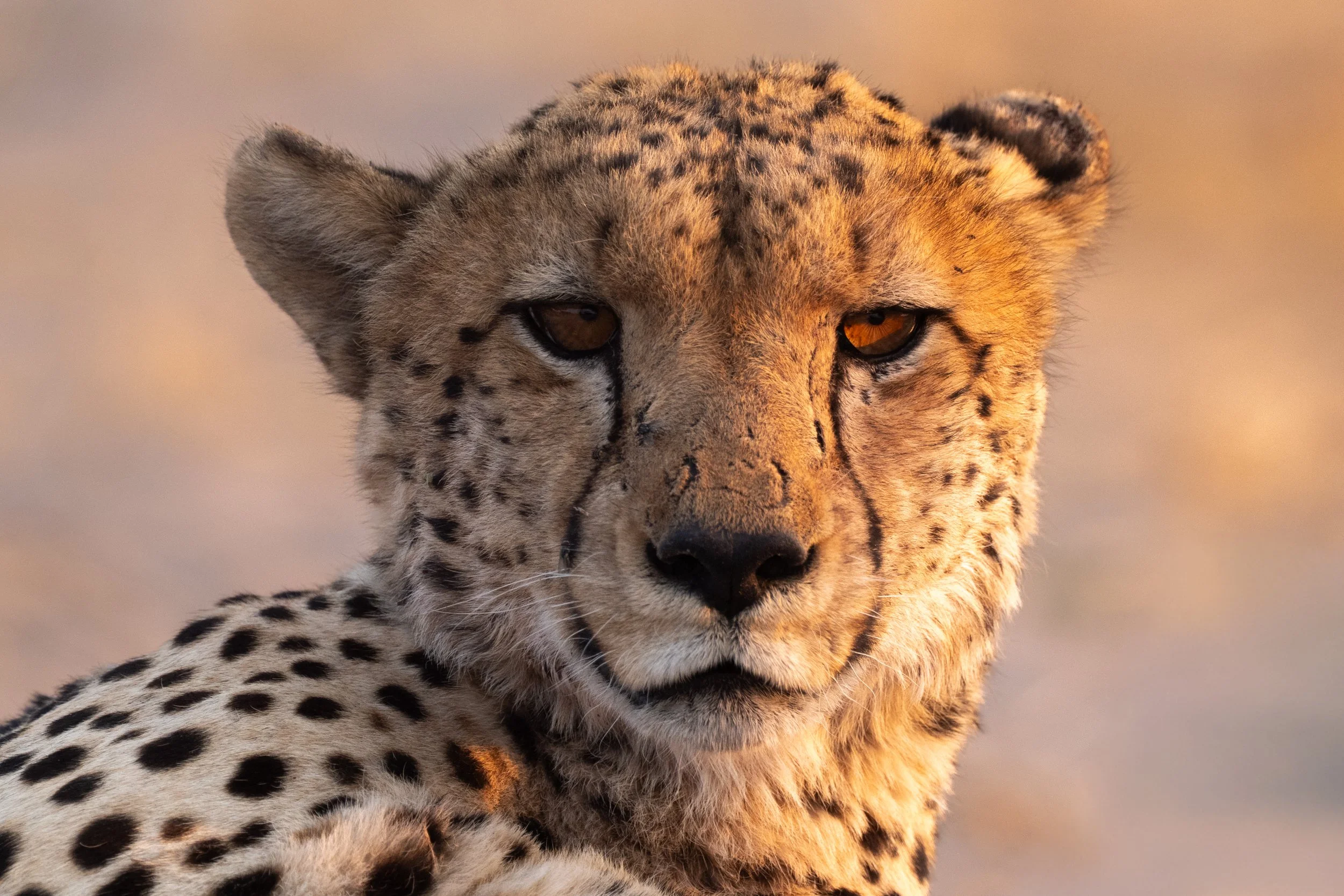 09-27-2025-Botswana-A9-TPJ09981.jpg