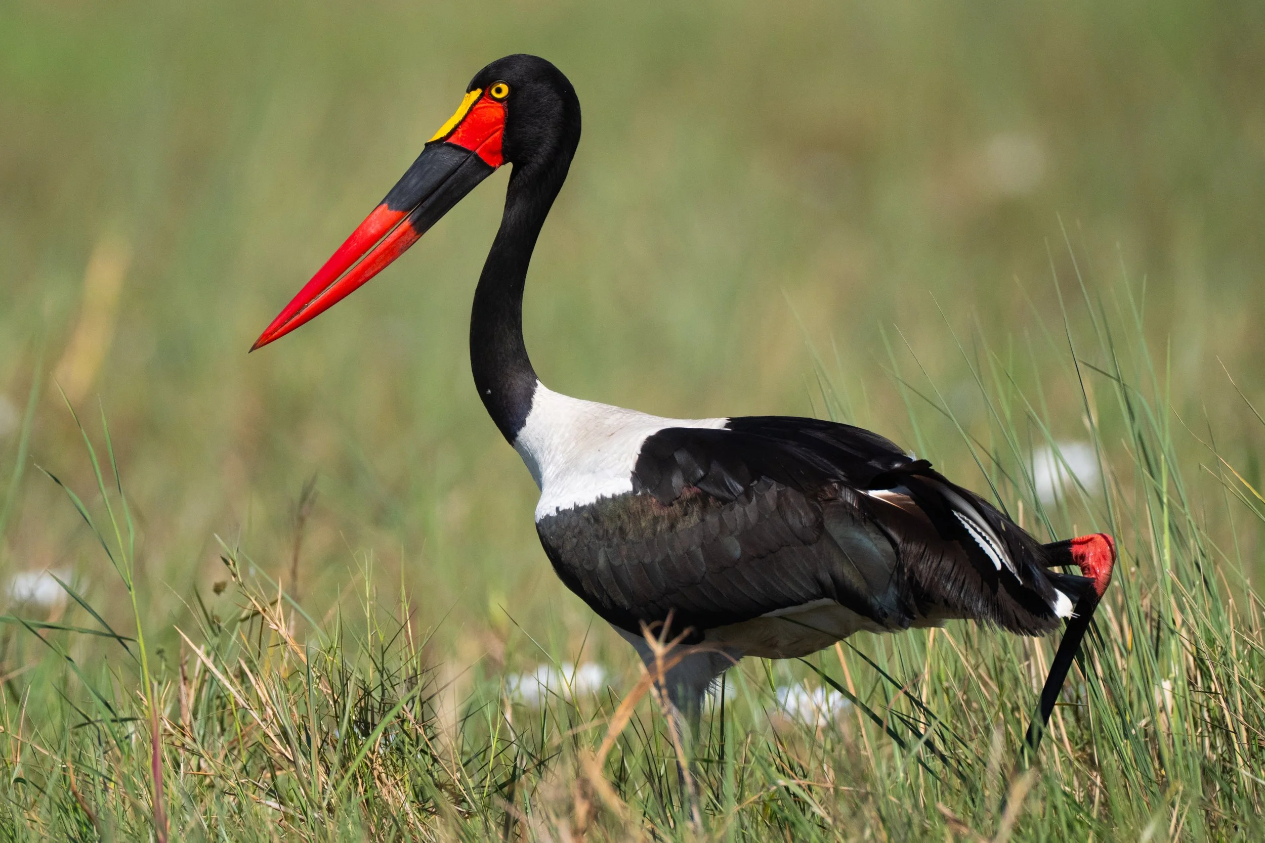 10-03-2025-Botswana-A9-TPJ09460.jpg