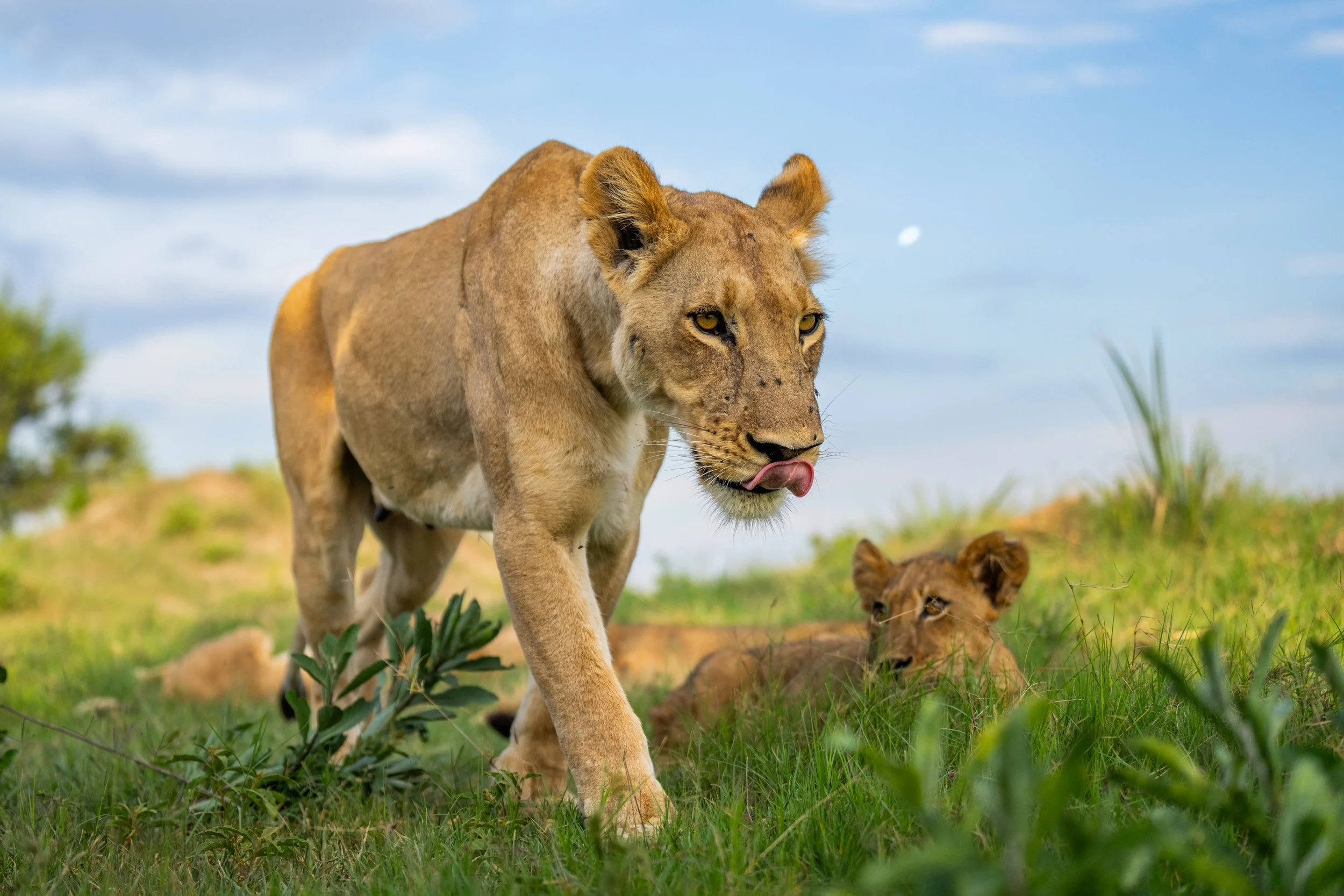 12-06-2025-BOTSWANA-A1-TPJ05696 (1).jpeg