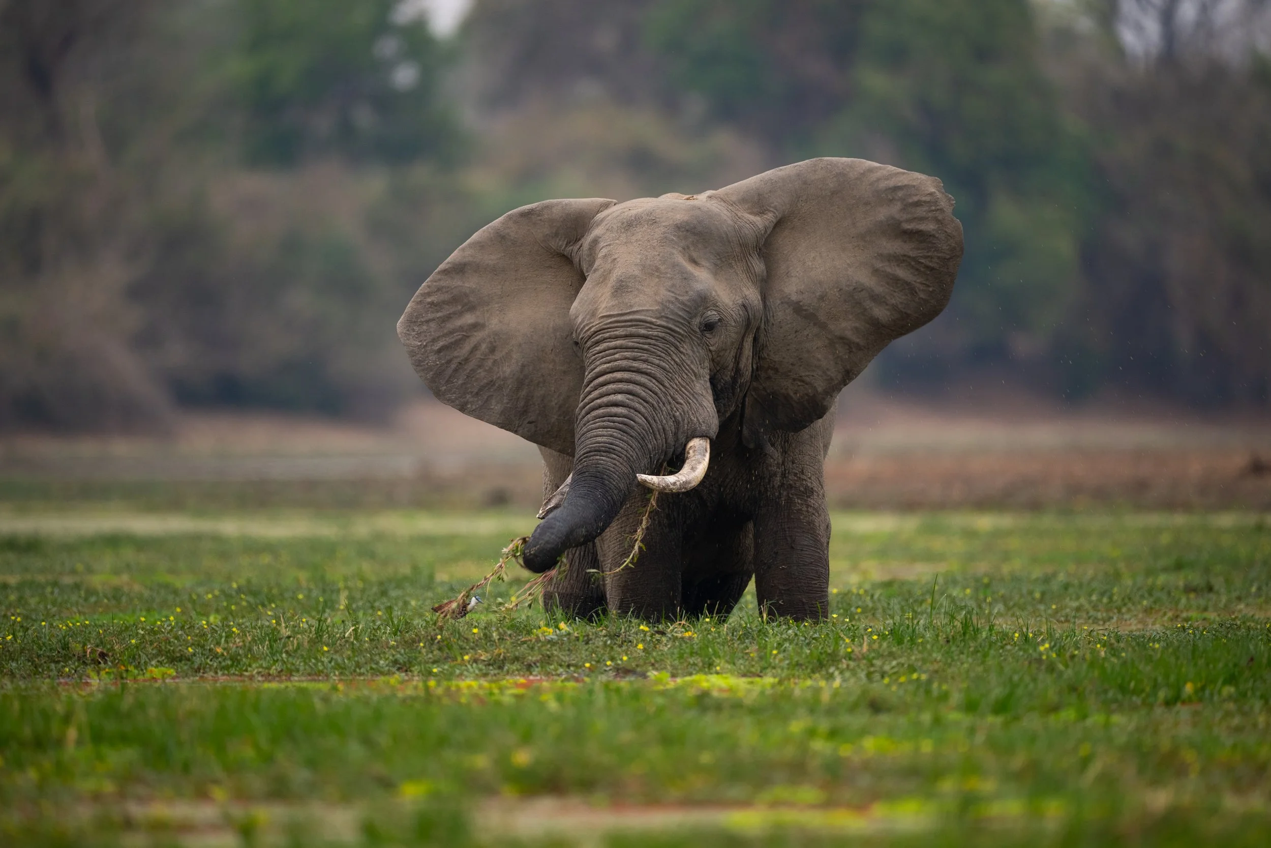 20221025_ZAMBIA_TPJ04557.jpg