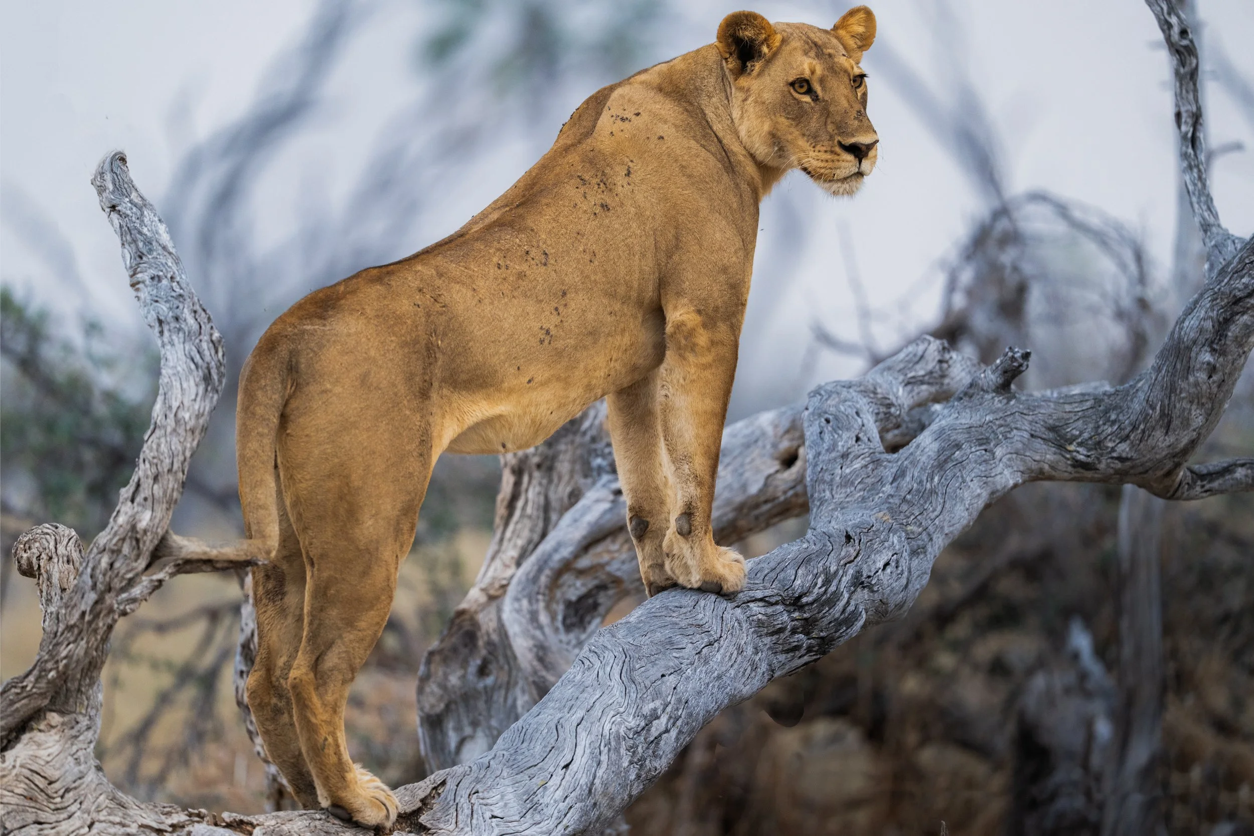 09-28-2025-Bostwana-A1-TPJ05487-Edit.jpg