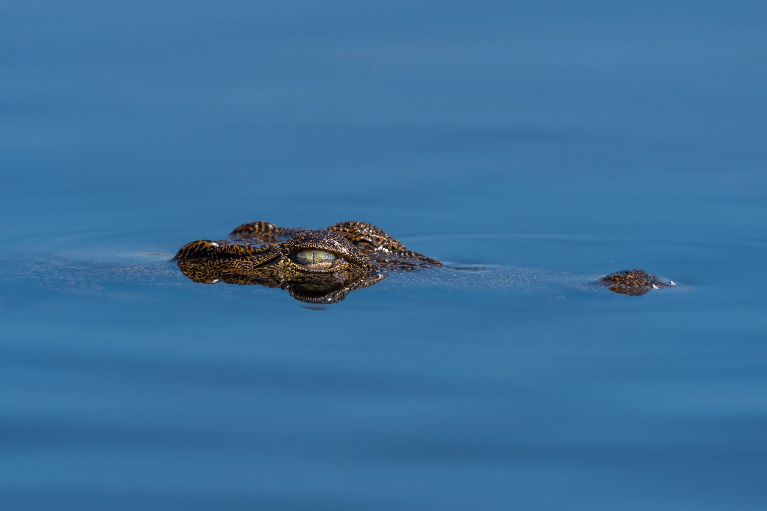 10-02-2025-Botswana-A9-TPJ100503.jpg