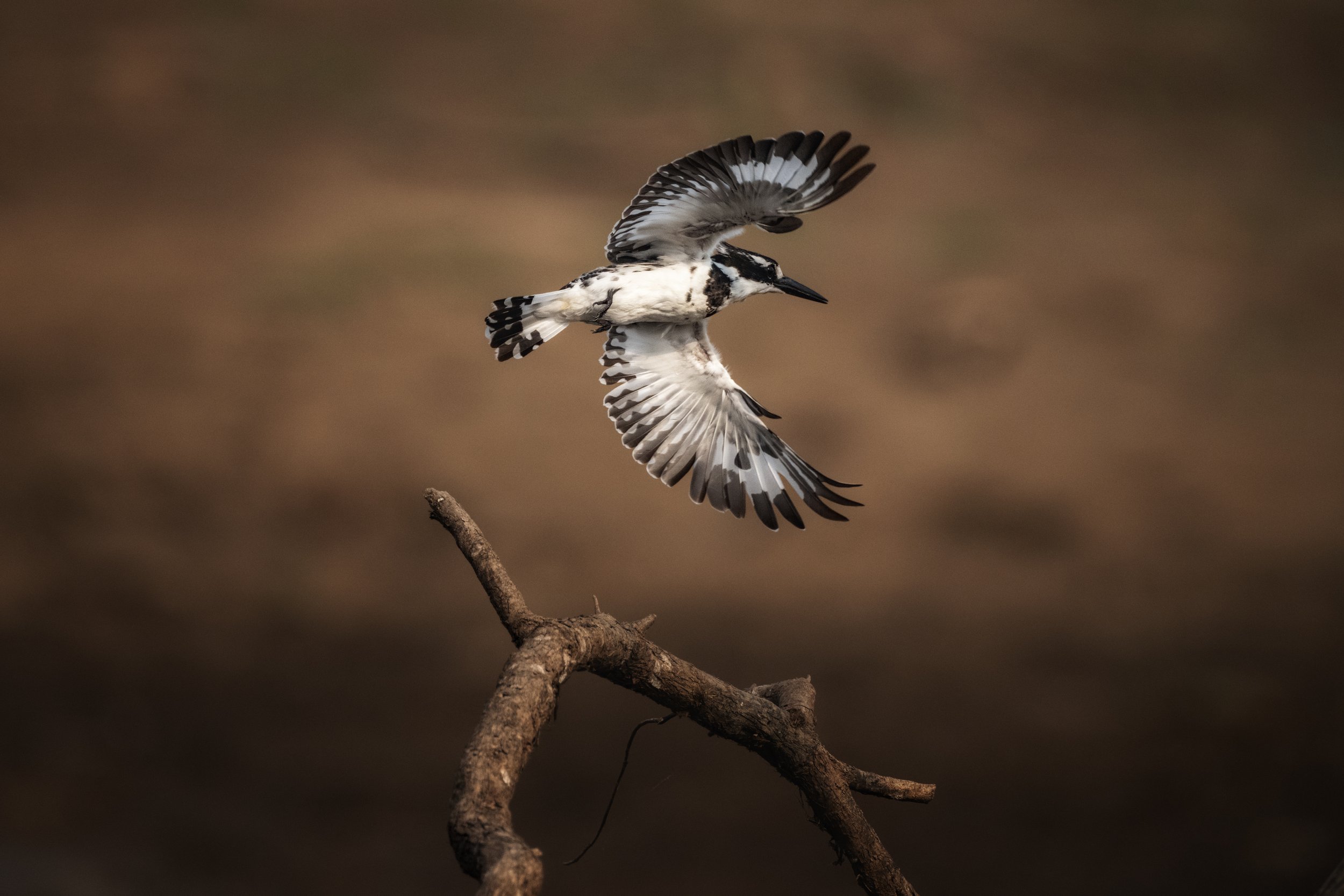 20221023_ZAMBIA_TPJ00455-Edit.jpg