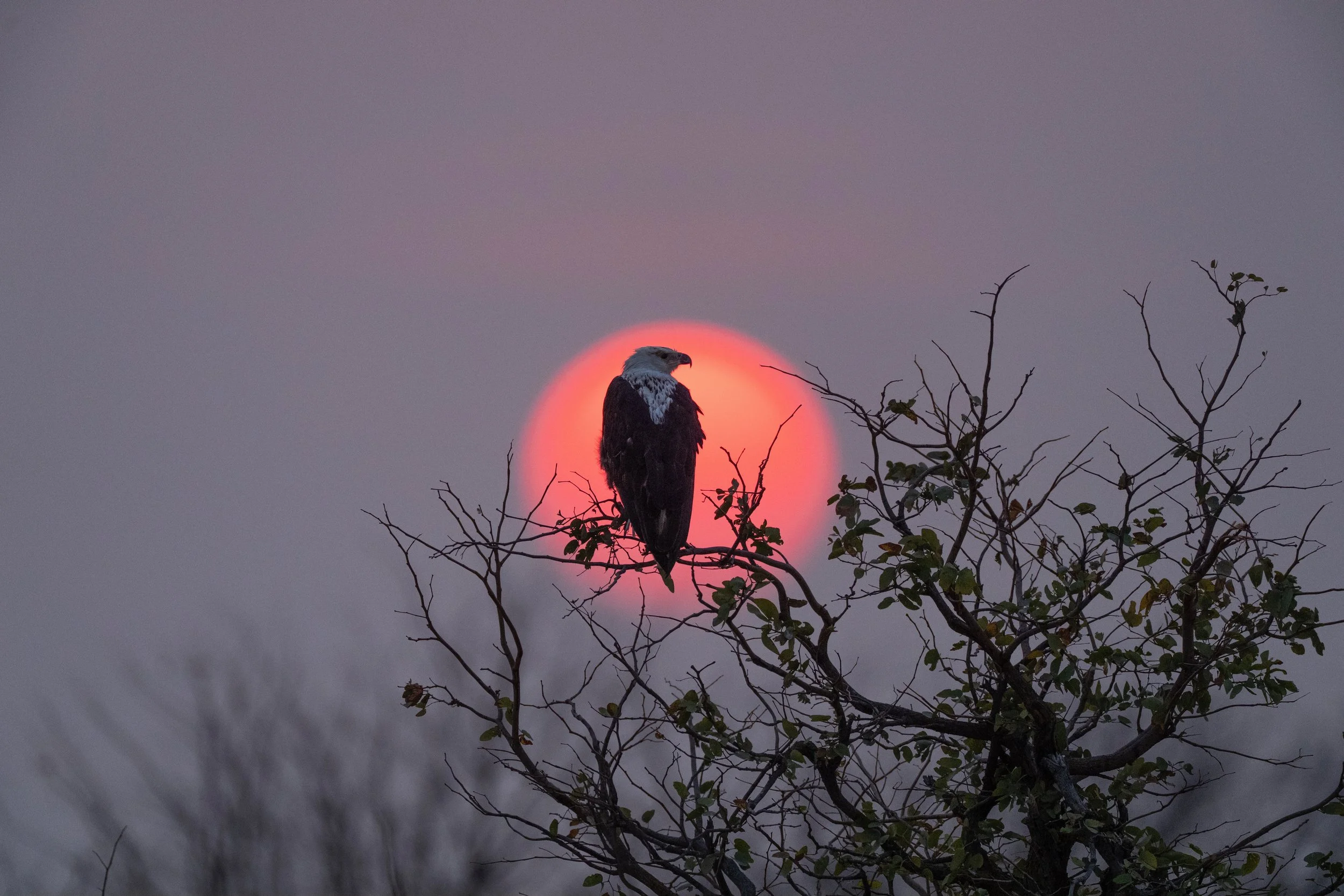 09-26-2025-Botswana-A9-TPJ02514 (1).jpeg