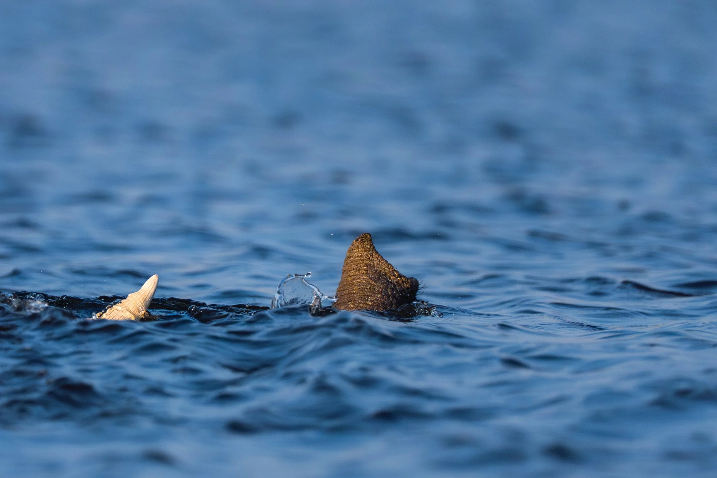 09-30-2025-Botswana-A9-TPJ09274 (1).jpeg