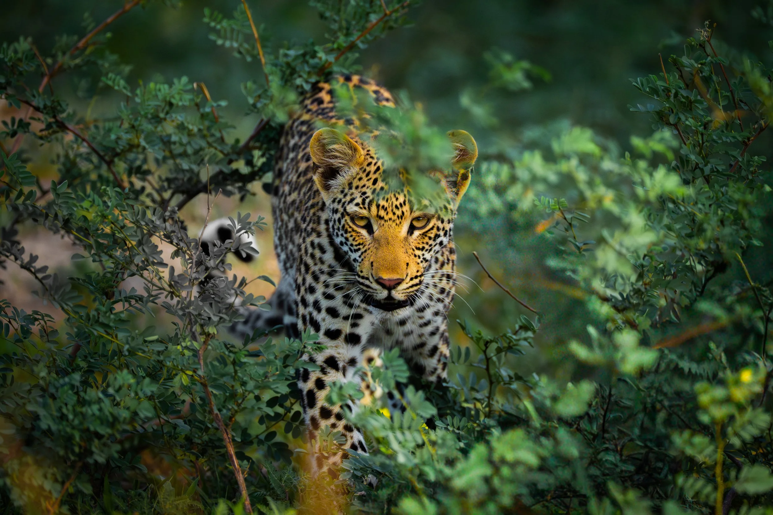 12-04-2025-BOTSWANA-A9-TPJ05204 (1).jpeg