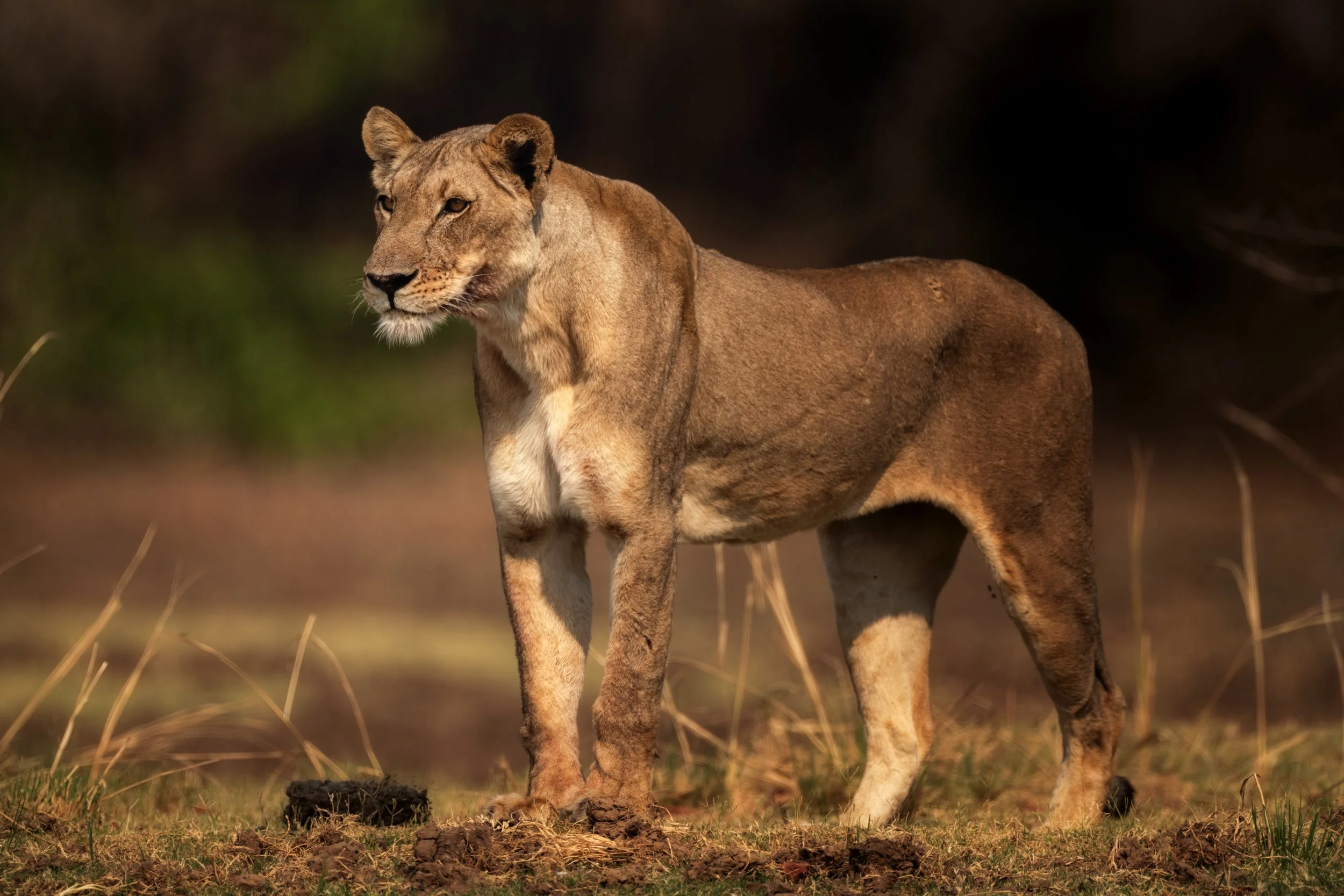 20221023_ZAMBIA_TPJ05391-Edit.jpg