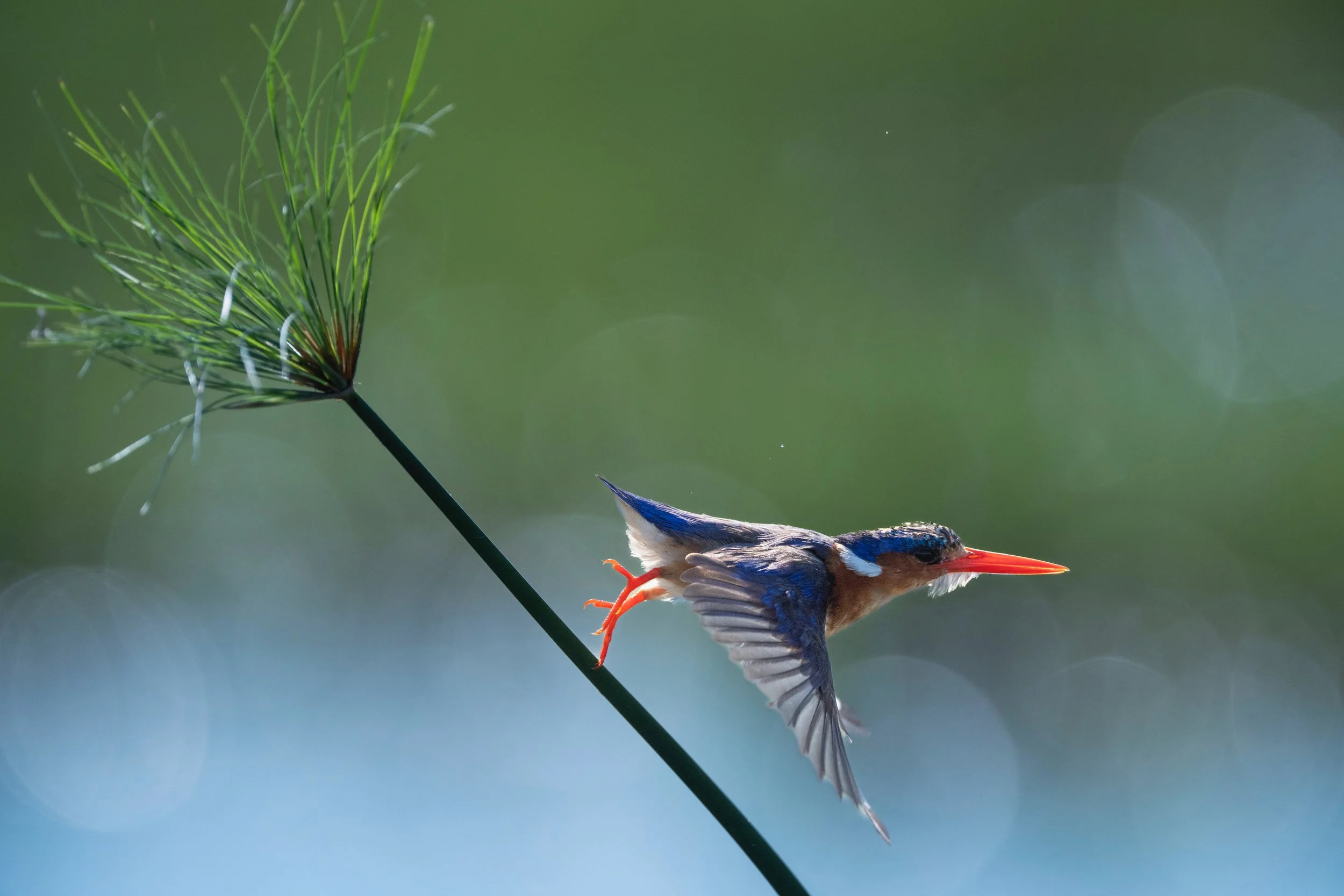 10-02-2025-Botswana-A9-TPJ05977 (1).jpeg
