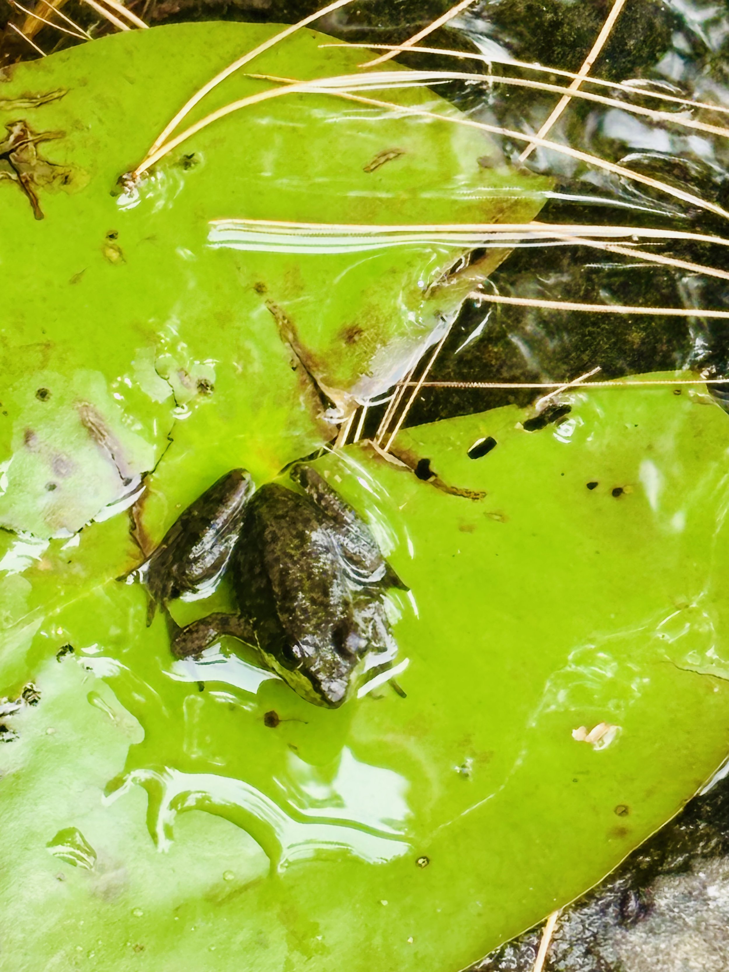 Photos by Children // Isabelle Bursey (9 years old)