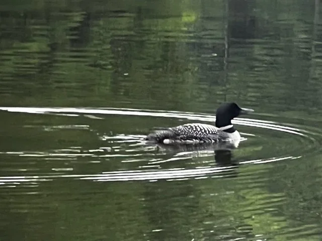 Photos by Children / Opal Larsen (9 years old)