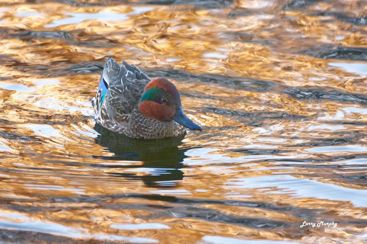 Nature / Larry Murphy