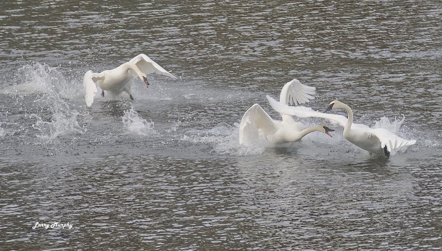 Action / Larry Murphy