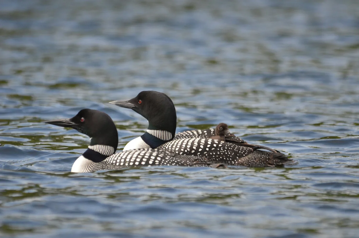 Nature / Doug Thompson