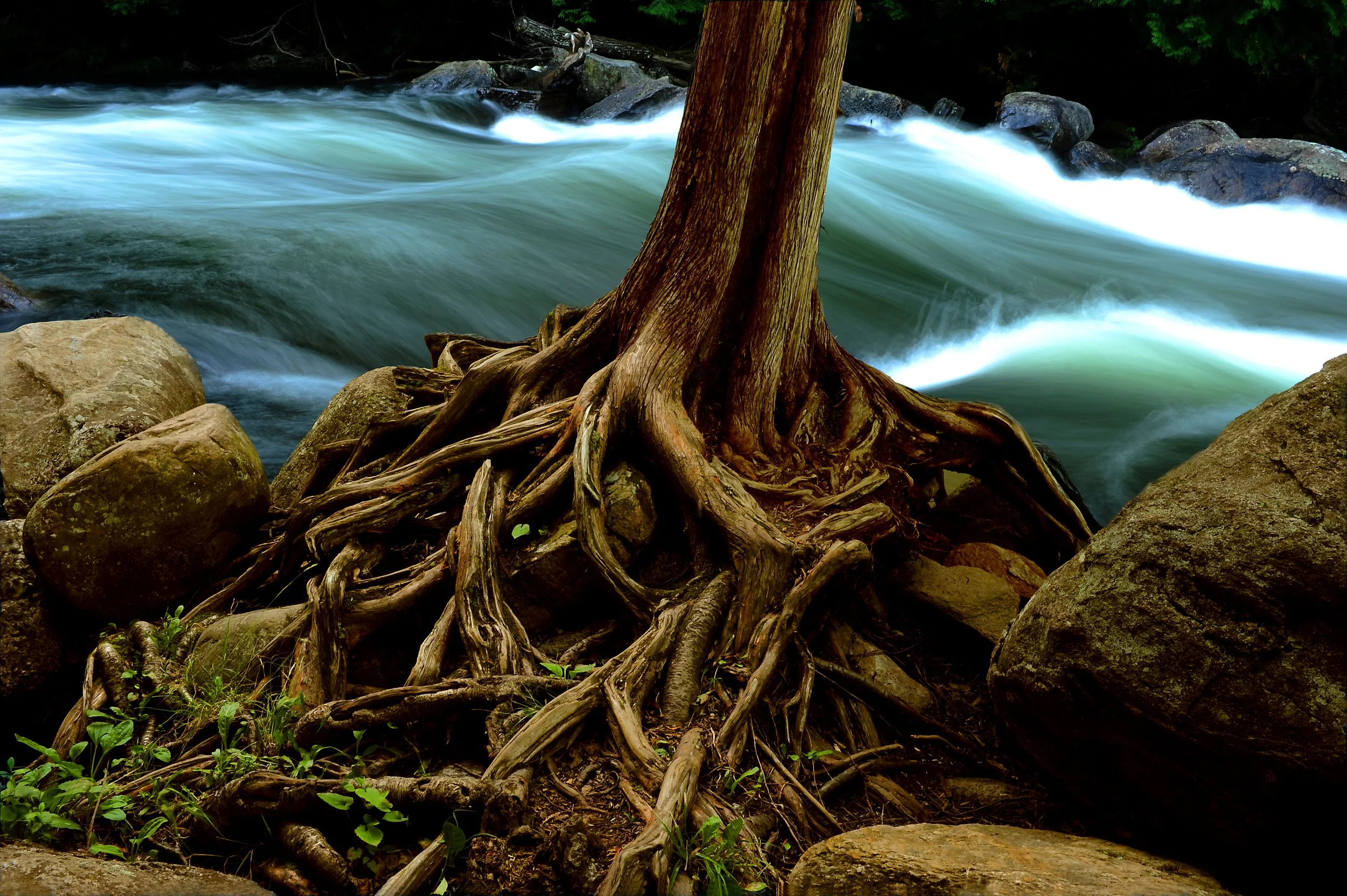 Landscape / Dan Hamilton