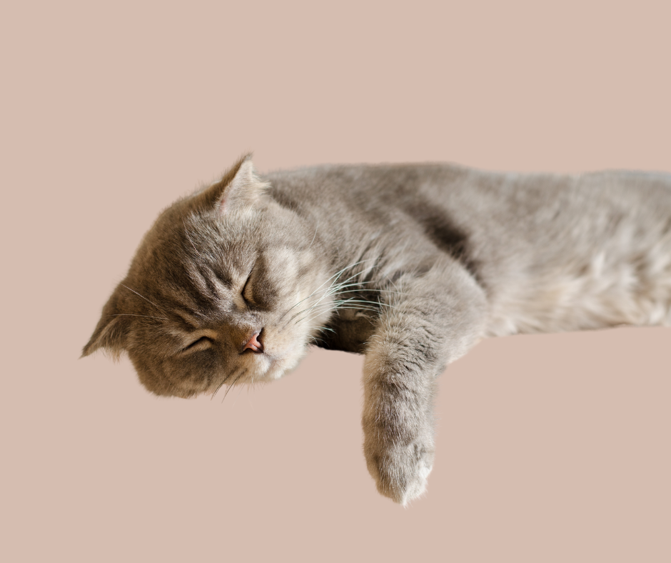 Overnight Meow Break