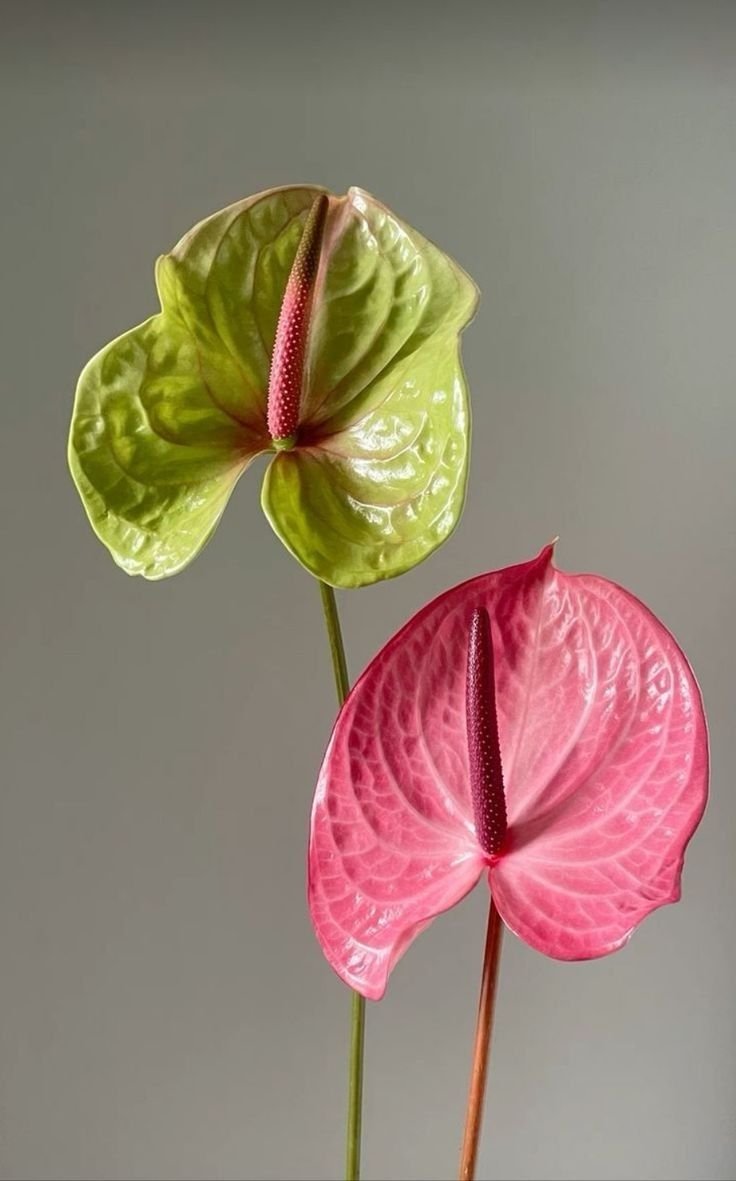Two colorful anthurium flowers, one green and one pink, with glossy spathes and dark red spadices, against a plain gray background.