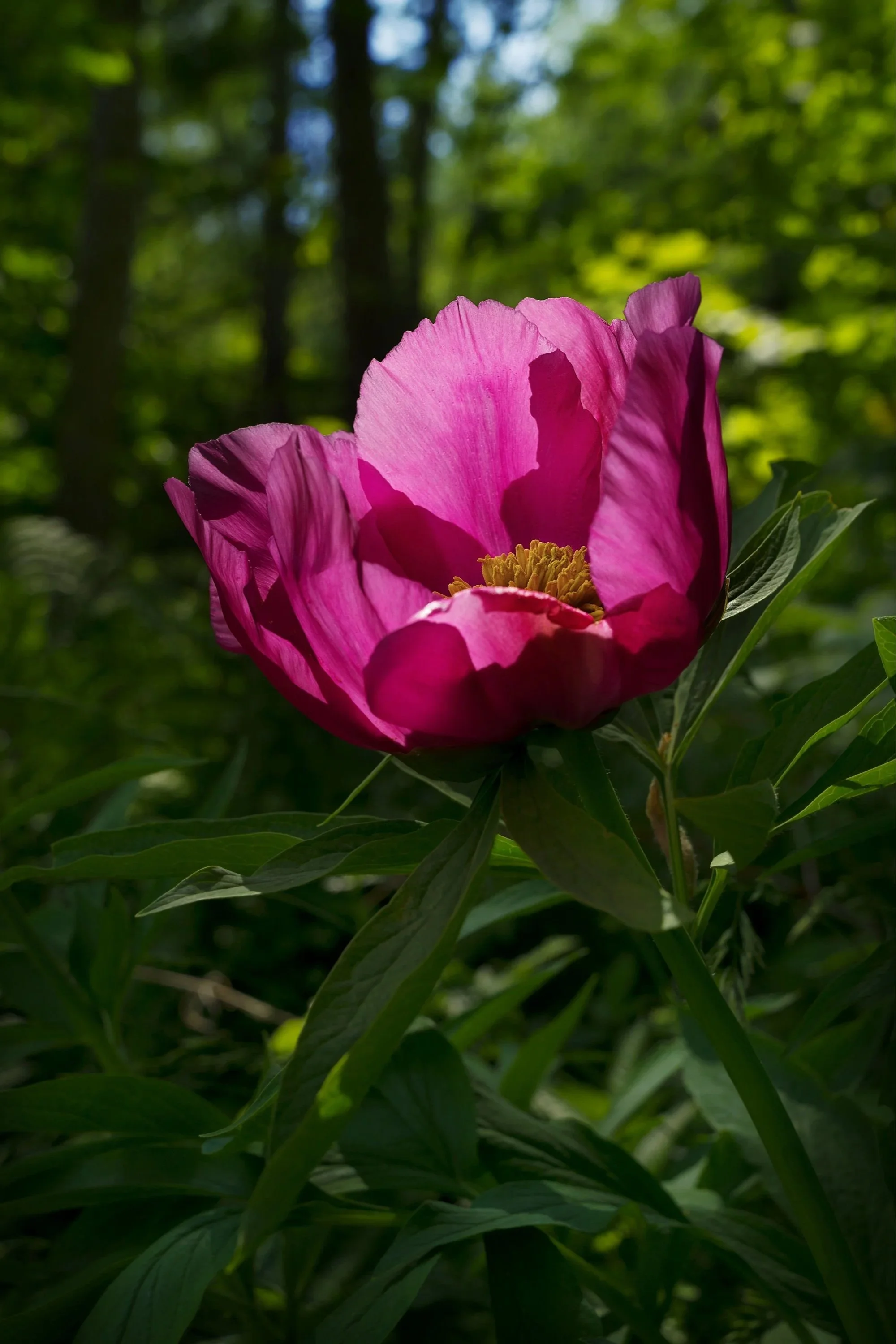 Paeonia Officinalis
Vallone Servin
Alta Val d'Ala
Valli di Lanzo TO