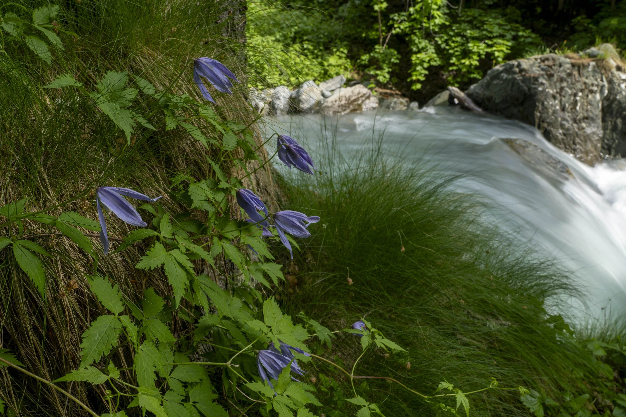 Clematis alpina
Balme Val d'Ala - Valli di Lanzo - TO - NW Italy