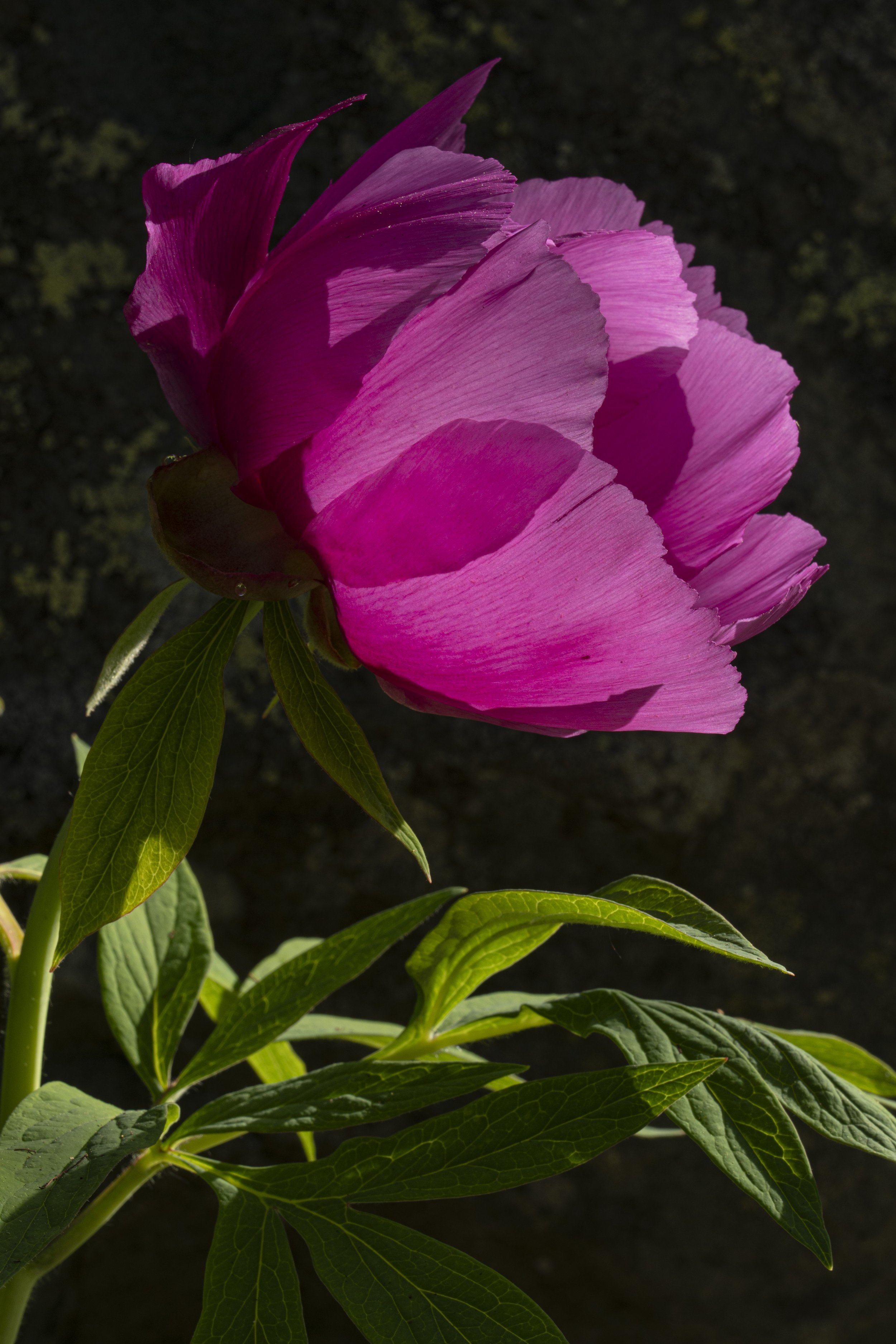 Paeonia Officinalis
Alta Val d'Ala - Valli di Lanzo - TO - NW Italy