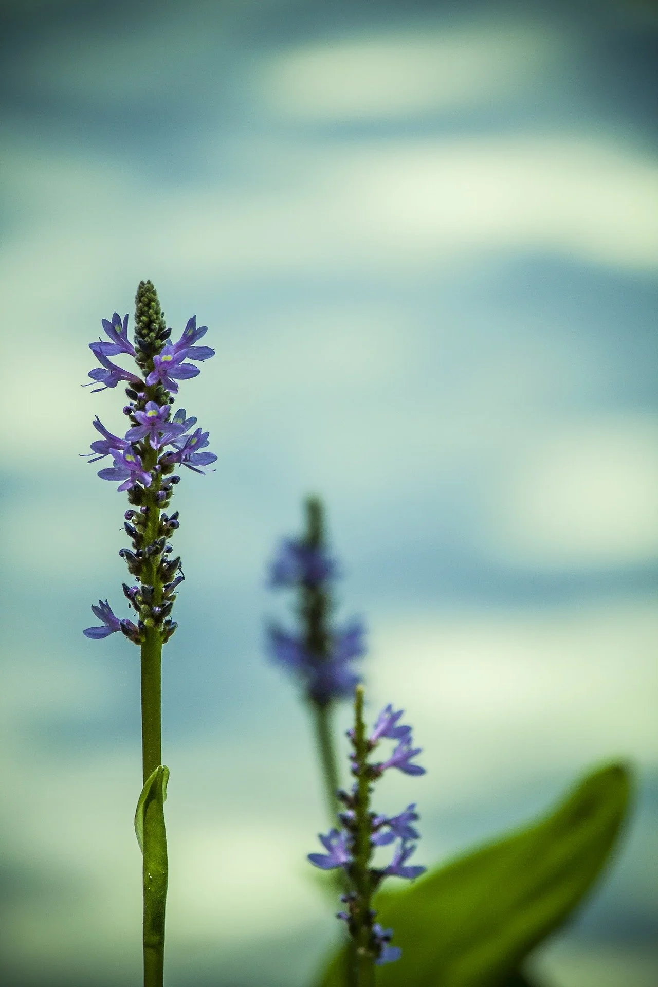 Building Immunity and Wellness: A Hypnotic Approach