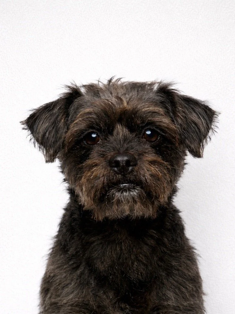 A close-up image of a small, black and brown dog with a scruffy coat and dark eyes, sitting against a plain white background.