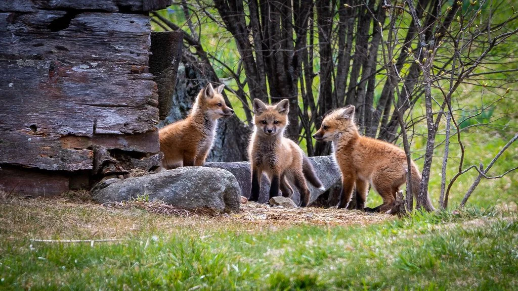 Four foxes, including a group of three reddish-brown foxes and a grey one, in a wooded area.